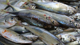 Рыбаки Крыма добыли рекордные объемы ставриды и барабули