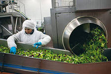 Завод по переработке салатной продукции может появиться в Азове
