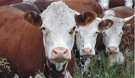 Молочное скотоводство Калужской области вышло на передовой уровень