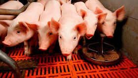 Летом на Украине ожидается дефицит свинины