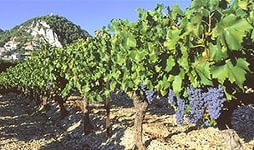 Ставрополье будет выращивать виноград из Сербии