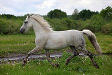 В Волгоградской области возрождают скаковых лошадей