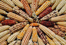Официально запрещено выращивание генномодифицированной кукурузы во Франции