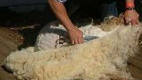 В Калмыкии овцеводы завершили стригальные работы на 60%