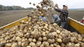 Брянские аграрии собрали рекордный урожай картофеля