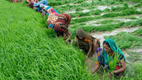 Индия планирует изменить схему субсидирования сельхозудобрений