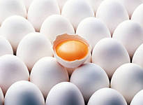 Самые дешёвые яйца оказались у кур из Украины
