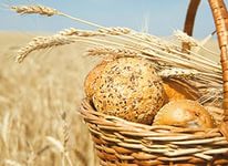Зерновые привлекут новые средства в экономику Кубани