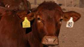 В Удмуртии в 2025 году появится научный центр молочного животноводства