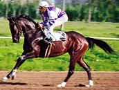 В Краснодарском крае организуют продажу лошадей английской верховой породы