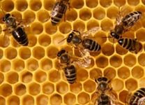Через 20 лет на земле может не остаться пчёл