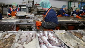 Медведев предложил рассмотреть господдержку и приватизацию рыбзаводов