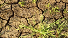 Астраханская область попросит компенсаций последствий засухи