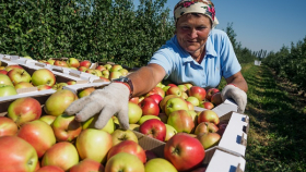 «Сад-Гигант» из Ингушетии стал крупнейшим производителем яблок в Европе