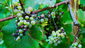 Россельхознадзор отрицает обвинение в проблеме посадки виноградников