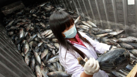 Япония хочет продолжить поставки рыбы в Россию из «Фукусимы»