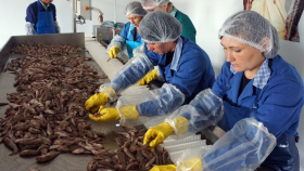 На Дальнем Востоке готовятся новые проекты по переработке рыбы