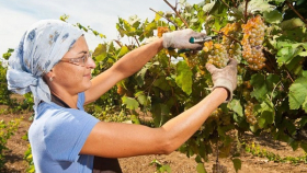В Дагестане поставили рекорд по уборке винограда