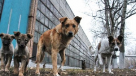В Волгограде выделили более 1 миллиона на отлов бродячих собак