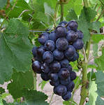 В Ставропольском крае началось действие программы по поддержке виноградарства
