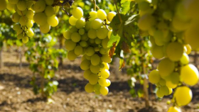 Крым может увеличить в четыре раза площадь виноградников к 2022 году