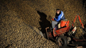 Голландские ученые разрабатывают солеустойчивые сорта картофеля