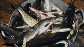 В Нижегородской области резко возросла добыча рыбы