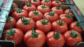 В Россию приехала первая фура с турецкими томатами