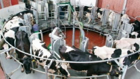 Израиль будет развивать молочное животноводство в Воронежской области