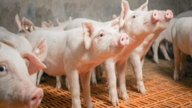 Россияне застраховали два миллиона свиней