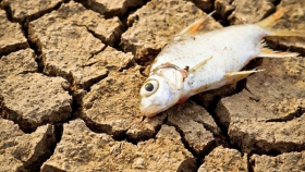 Ученые США: изменение климата может привести к вымиранию рыбы