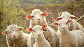 Шерсть вновь стала востребована, но поголовье тонкорунных овец осталось лишь у энтузиастов