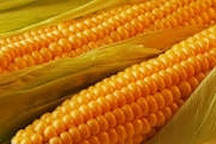 Южноафриканская республика впервые за последние годы импортировала кукурузу из России