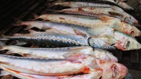 В Краснодарском крае вырастет производство и переработка рыбы