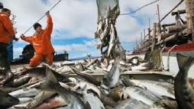 Корейцы обеспечат Камчатку современными технологиями в аквакультуре