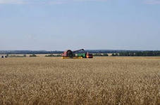 В Крыму планируется получить порядка 560 000 тонн озимой пшеницы