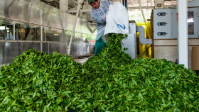 На Кубани восстановят более 450 гектар чайных плантаций
