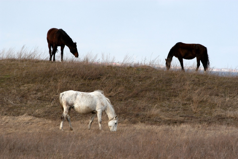 150 лошадок. Жеребята в Калмыкии.