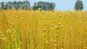 В Смоленской области увеличат посевы льна до 100 тысяч гектаров