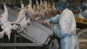 «Черкизово» поставила первую партию куриного мяса в Южную Африку