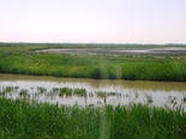 Сев риса в Краснодарском крае завершён в запланированные сроки