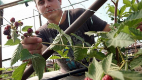 В России могут возродить заготконторы по сбору ягод и грибов