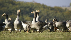 Французские фермеры выступили против массового вырезания птицы