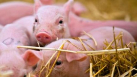 Крым снял запрет на разведение свиней в Раздольненском районе