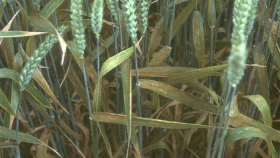 ФАО: на трех континентах распространяется пшеничная ржавчина