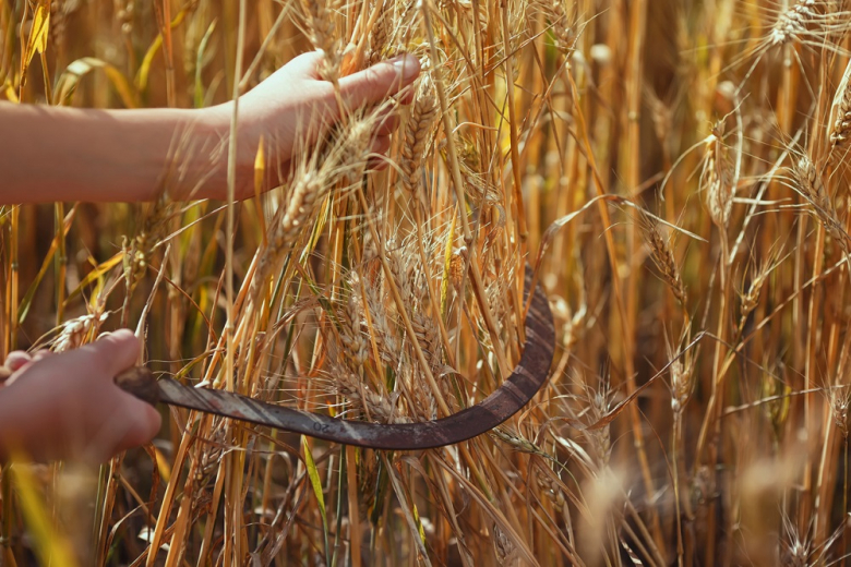 Аграриям Дона советуют своевременно ликвидировать септориоз пшеницы |  ROSNG.ru