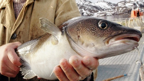 В Сибири ученые обнаружили самую полезную в мире рыбу