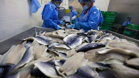 На Курилах в 2019 году откроют два новых рыбозавода