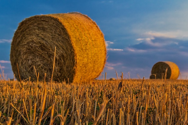 Сельхозпроизводство в КБР выросло почти на 6%