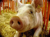 Свиноводческие фермы с низким уровнем защиты намерены переориентировать на альтернативное животноводство